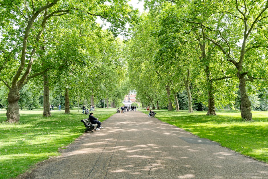A wide pedestrian pathway within a park lined with mature deciduous trees on both sides, their lush green foliage forming a canopy overhead, allowing dappled sunlight to cast shadows on the ground. Several people are seated on benches along the path, some engaged in conversation or relaxing, while others are walking or cycling further down the pathway. The park has neatly maintained grass areas bordering the gravel walkway. In the background, there are more park visitors and glimpses of additional trees, with the scene suggesting a peaceful environment suitable for leisure and outdoor activities. This setting is consistent with a location where professional removals, such as those by Man With a Van Kensington, might coordinate logistics for house moves in or around residential areas near Kensington High Street, involving the careful transport of household items and furniture through urban green spaces.